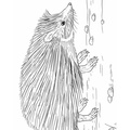 Hedgehog_Coloring_Pages_074.jpg