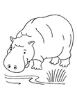 Hippopotamus Hippo Coloring Book Page