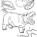 Realistic Hippopotamus Hippo Coloring Book Page