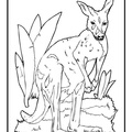 Kangaroo_Coloring_Pages_072.jpg