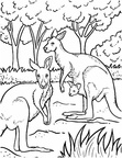 Realistic Kangaroo Coloring Book Page