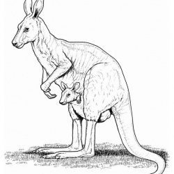 Realistic Kangaroo