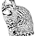 Ocelot Coloring Book Pages Coloring Book Page