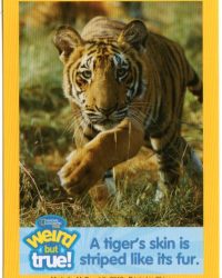 2018-april-weird-but-true-national-geographic-mcdonalds-happy-meal-toys-cards-bengal-tiger-front.jpg