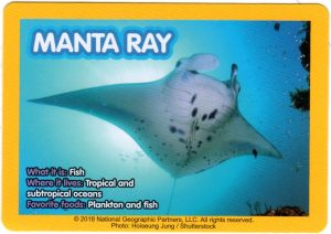 2018-april-weird-but-true-national-geographic-mcdonalds-happy-meal-toys-cards-manta-ray-back.jpg