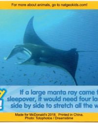 2018-april-weird-but-true-national-geographic-mcdonalds-happy-meal-toys-cards-manta-ray-front.jpg