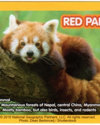 2018-april-weird-but-true-national-geographic-mcdonalds-happy-meal-toys-cards-red-panda-back.jpg