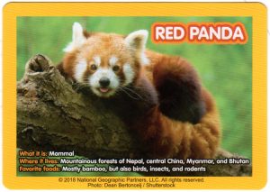 2018-april-weird-but-true-national-geographic-mcdonalds-happy-meal-toys-cards-red-panda-back.jpg