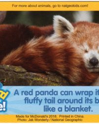 2018-april-weird-but-true-national-geographic-mcdonalds-happy-meal-toys-cards-red-panda-front.jpg