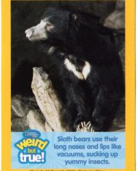 2018-april-weird-but-true-national-geographic-mcdonalds-happy-meal-toys-cards-sloth-bear-front.jpg